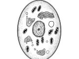 Animal Cell Coloring Worksheet together with 15 Inspirational Animal Cell Coloring Page Image