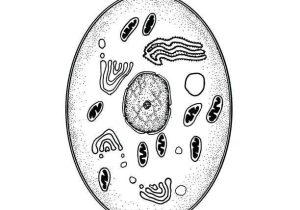 Animal Cell Coloring Worksheet together with 15 Inspirational Animal Cell Coloring Page Image