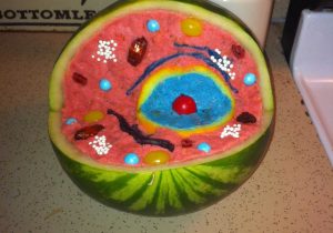 Animal Cell Worksheet Also Incredible Edible Cell Project Yummy