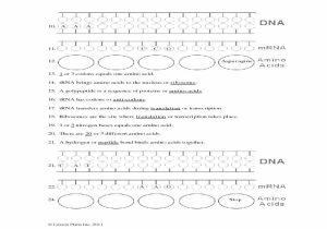 Animal Cell Worksheet Answer Key Along with Chapter 13 Rna and Protein Synthesis Worksheet Choice Image