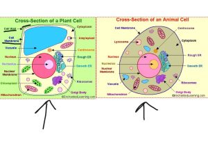 Animal Cell Worksheet Answer Key and Animal Vs Plant Cell Diagram Anatomy Diagram Chart