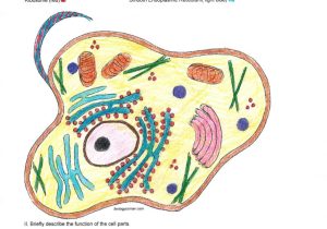 Animal Cell Worksheet Labeling Also Animal Cell Free Coloring Pages On Art Coloring Pages