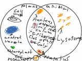 Animal Cell Worksheet Labeling and 50 New Stock Animal Cells Diagram Diagram Inspiration