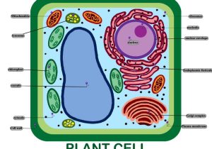 Animal Cell Worksheet Labeling and Cell without Labels Bing Images