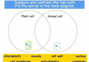 Animal Cell Worksheet Labeling or Plant and Animal Cell Venn Diagram Beautiful Diagram Blank P