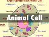 Animal Cell Worksheet Labeling together with Animal Cell by Christian Mahoney