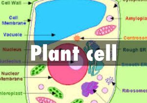 Animal Cell Worksheet Labeling with Plant Cell by Scillian890