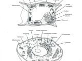 Animal Cell Worksheet together with Plant and Animal Cell Coloring Parts the Body for Kids Clipart