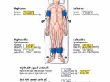 Ankle Brachial Index Worksheet Along with 171 Best Us Arteries Images On Pinterest