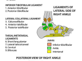 Ankle Brachial Index Worksheet together with Instant Anatomy Leg Joints Ankle Ligaments Gout