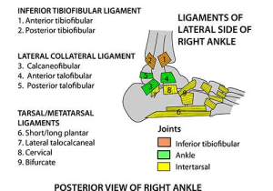 Ankle Brachial Index Worksheet together with Instant Anatomy Leg Joints Ankle Ligaments Gout