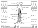 Ankle Brachial Index Worksheet with 171 Best Us Arteries Images On Pinterest