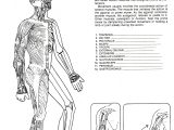 Art Worksheets for Middle School Also atemberaubend Muskelsystem Blank Diagramm Zeitgenössisch