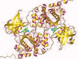 Atp Adp Cycle Worksheet 11 or Tau Protein Kinase