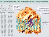 Atp Adp Cycle Worksheet 11 together with 5 La Mitochondrie [biologie Cellulaire] Crédits