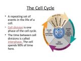 Atp Coloring Worksheet Along with Cellular Transport and the Cell Cycle Worksheet Kidz Activities