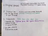Bacterial Identification Lab Worksheet and Genetics Labs Near Me