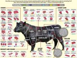 Beef Primal Cuts Worksheet Answers Along with 320 Best Ag Production Images On Pinterest