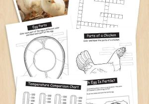 Beef Primal Cuts Worksheet Answers together with Great Resource for Teachers Have Chicks In the Classroom Here are