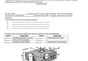 Bill Nye Light Optics Worksheet Answers or with Cell Membrane Coloring Worksheet Coloring Pages Answers