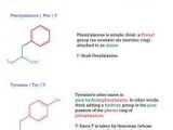 Biochemistry Basics Worksheet Answers Also 20 Amino Acids Study Site This Site is Awesome I Had All 20 Amino