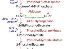 Biochemistry Macromolecules Pogil Worksheet or 9 Best Kru Ruk Bio Text Images On Pinterest