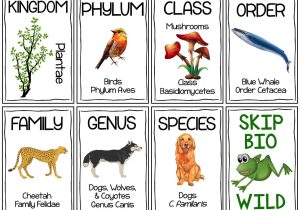 Biological Classification Worksheet or Classification Hierarchy Skip Bio Card Game