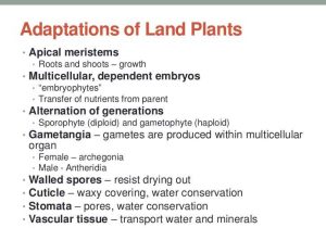 Biological Diversity and Conservation Chapter 5 Worksheet Answers as Well as Chapter 29 & 30 Biological Diversity Of Plants