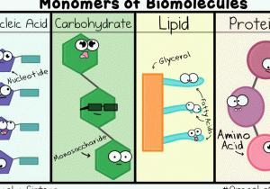 Biological Macromolecules Worksheet as Well as Macromolecules Biochemistry Carbohydrates Proteins Lipids and