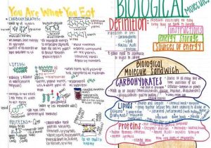 Biological Molecules Worksheet Also 75 Best Biochemistry Macromolecules Images On Pinterest