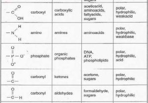 Biological Molecules Worksheet and 13 Best Biology Images On Pinterest