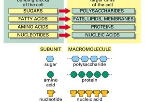 Biological Molecules Worksheet and Simple Diagram Of Macromolecules Proteins Carbohydrates Lipids
