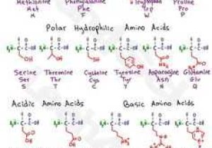 Biological Molecules Worksheet together with Biological Molecules You are What You Eat