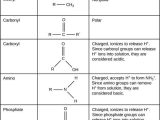 Biological Molecules Worksheet together with Biological Worksheet Fabulous What are some Findings In Biological