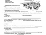 Biology Diffusion and Osmosis Worksheet Answer Key and Beautiful Cell Transport Review Worksheet Awesome Cell Transport