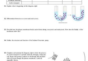 Biology Diffusion and Osmosis Worksheet Answer Key with Beautiful Cell Transport Review Worksheet Awesome Cell Transport