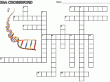 Biology Protein Synthesis Review Worksheet Answer Key Also Dna Crossword