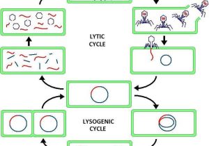 Biology Protein Synthesis Review Worksheet Answer Key as Well as Lytic Cycle