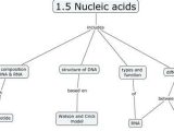 Biomolecules Concept Map Worksheet Along with Concept Map Nucleic Acid