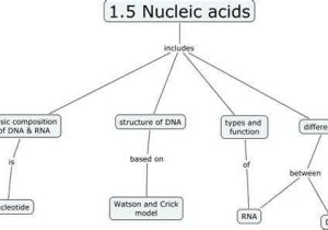 Biomolecules Concept Map Worksheet Along with Concept Map Nucleic Acid