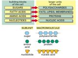 Biomolecules Concept Map Worksheet and Simple Diagram Of Macromolecules Proteins Carbohydrates Lipids