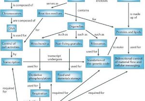 Biomolecules Concept Map Worksheet as Well as Animal Cells Concept Map Classroom Pinterest