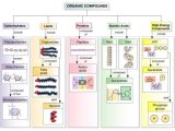 Biomolecules Concept Map Worksheet or 75 Best Biochemistry Macromolecules Images On Pinterest