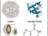 Biomolecules Concept Map Worksheet together with 83 Best Biochemistry Images On Pinterest