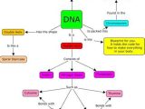 Biomolecules Concept Map Worksheet together with Concept Map Nucleic Acid