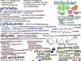 Biomolecules Worksheet Answers and 31 Best Mcat Images On Pinterest