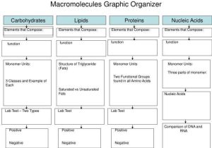 Biomolecules Worksheet Answers together with 622 Best Biology Images On Pinterest