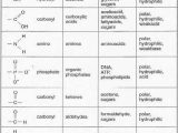 Biomolecules Worksheet Answers with 13 Best Biology Images On Pinterest