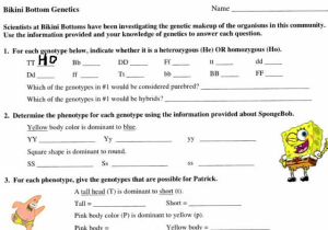 Blood Type and Inheritance Worksheet Answer Key Along with Awesome Punnett Square Worksheet Beautiful Bikini Bottom Genetics