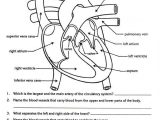 Body Image Worksheets and How the Circulatory System Works Worksheet aslitherair